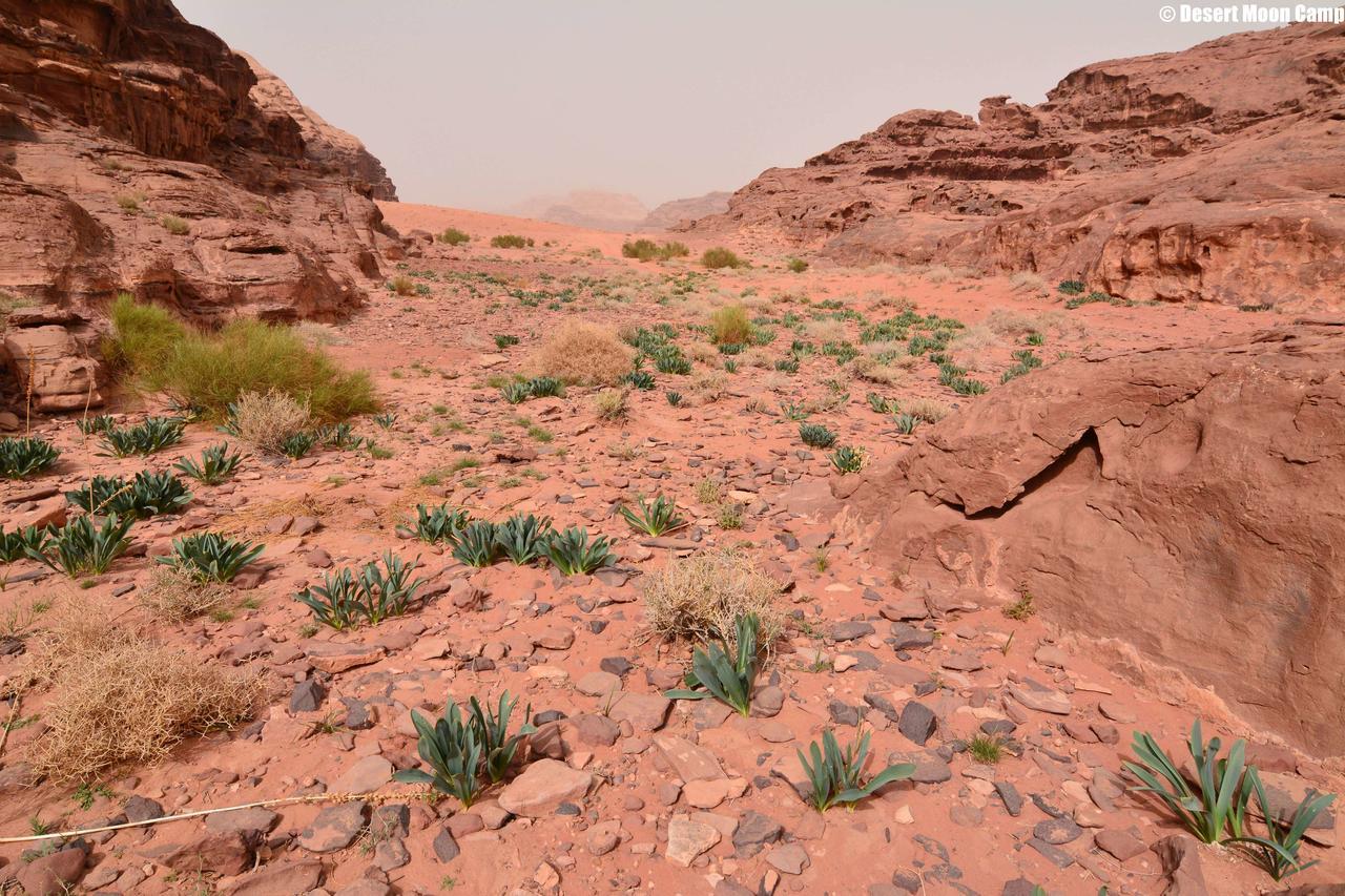Desert Moon Camp Wadi Rum Buitenkant foto
